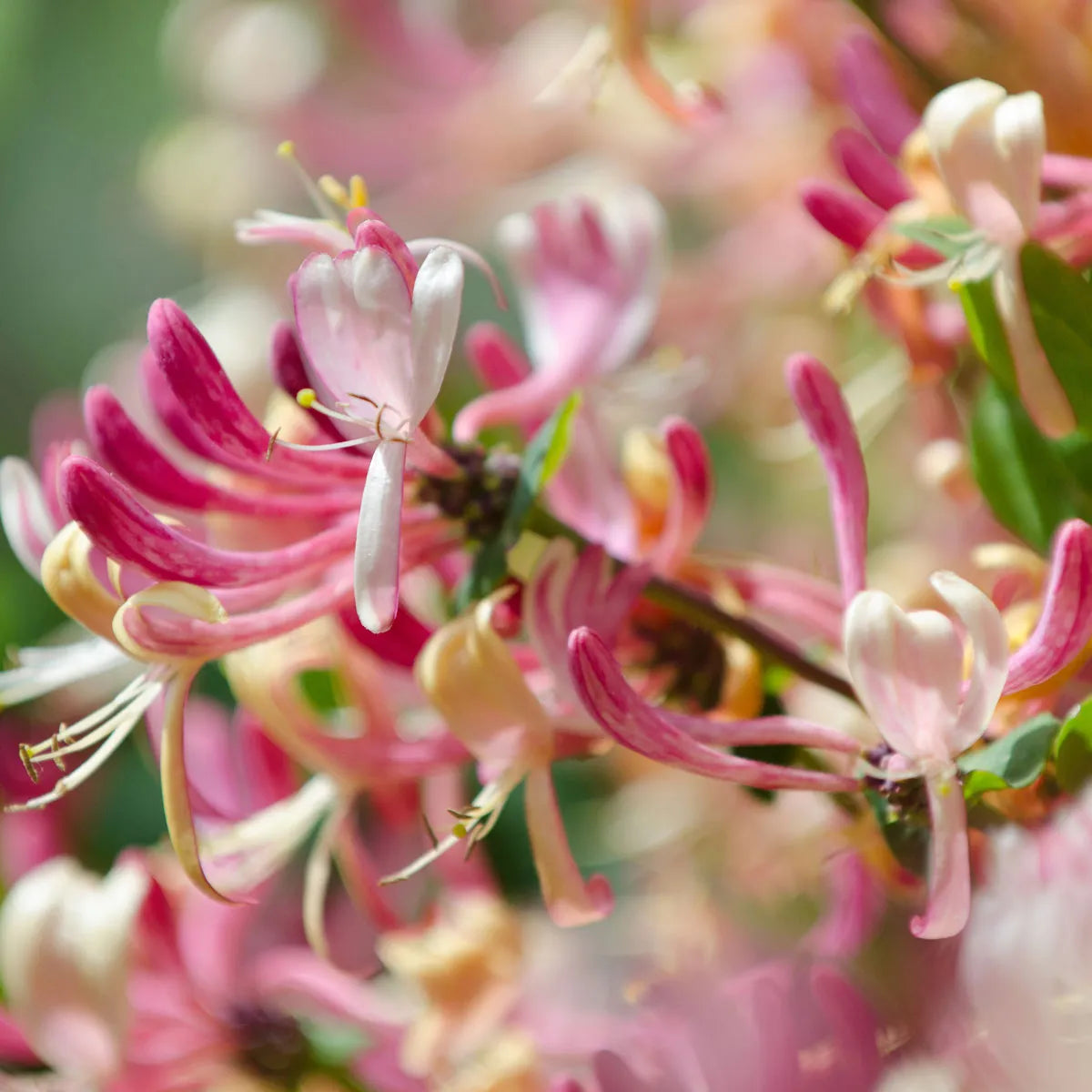 Honeysuckle