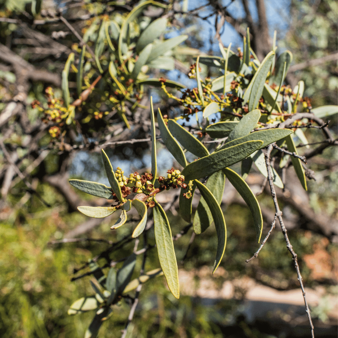 Sandalwood-tree_1.png