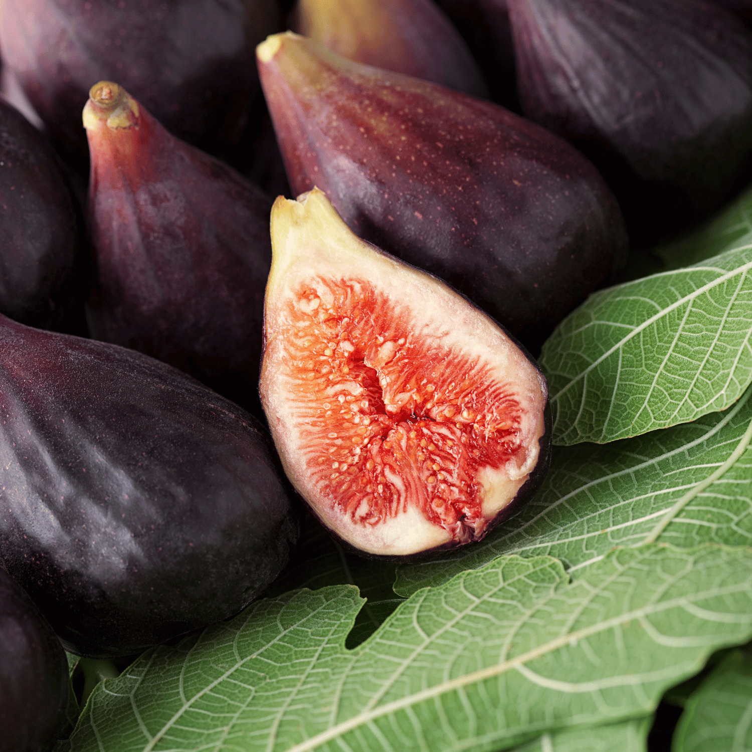 Fig Tree