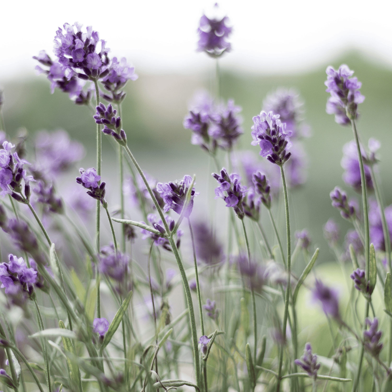 French Lavender